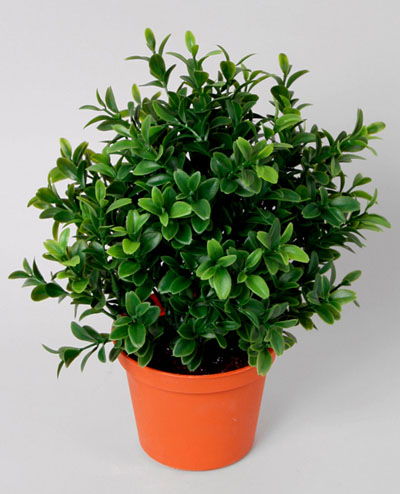 5614 Boxwood Plant 26cm